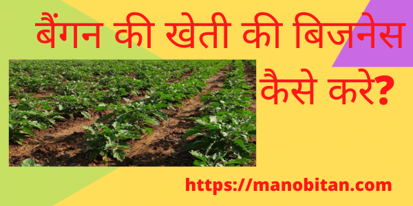 Read more about the article बैंगन की खेती की बिजनेस कैसे करे? 2022 | How  Start Brinjal Farming Business in Hindi? 2022