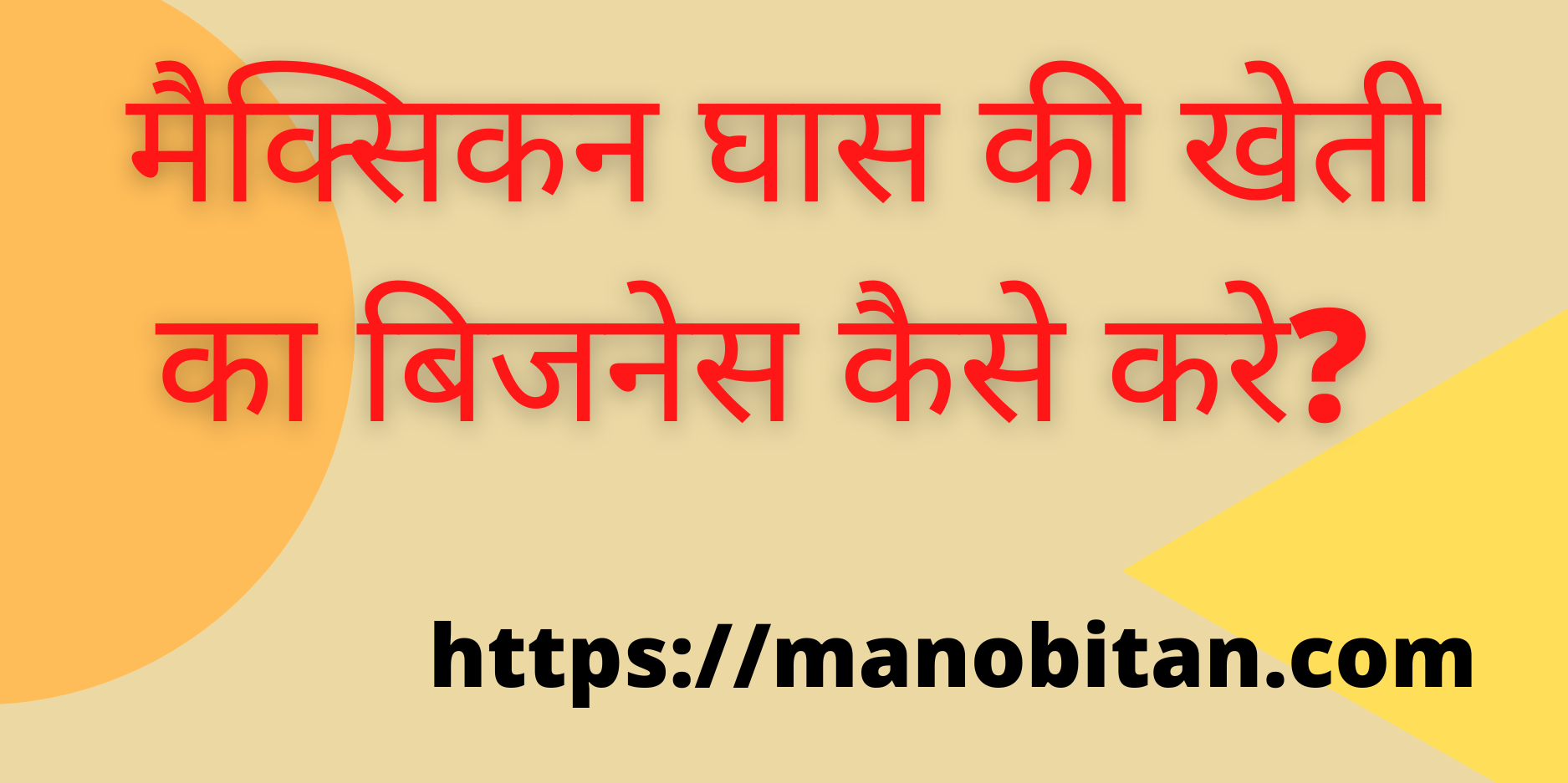 Read more about the article मैक्सिकन घास की खेती का बिजनेस कैसे करे? | How  Start Mexican Grass  Farming Business in Hindi?)