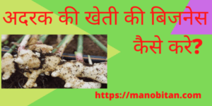 Read more about the article अदरक की खेती की बिजनेस कैसे करे? | How  Start Ginger  Farming Business in Hindi?)