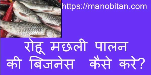 You are currently viewing रोहू मछली पालन की बिजनेस कैसे करे? | Rohu fish farming business in Hindi?