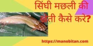 Read more about the article सिंघी मछली की खेती कैसे करे? 2022 | Singi  fish farming business in Hindi?