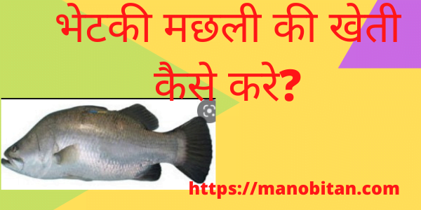 You are currently viewing भेटकी मछली की खेती कैसे करे? 2022 | Vetki fish farming business in Hindi?