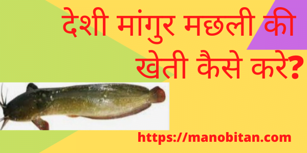 You are currently viewing देशी मांगुर मछली की खेती कैसे करे? 2022 | Deshi Mangur fish farming business in Hindi?