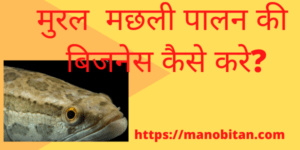 Read more about the article मुरल मछली पालन की बिजनेस कैसे करे? 2022 | Snakehead fish farming business in Hindi?