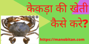 Read more about the article केकड़ा की खेती कैसे करे? 2022  | How to farm Mud Crab in Hindi 2022