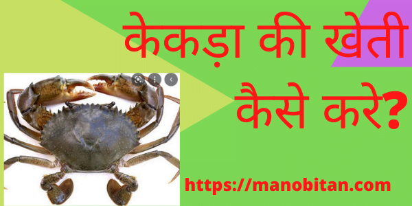 You are currently viewing केकड़ा की खेती कैसे करे? 2022  | How to farm Mud Crab in Hindi 2022