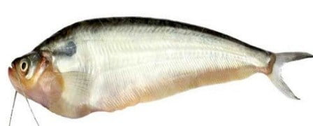 pabda fish in hindi,