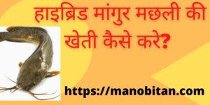 Read more about the article हाइब्रिड मांगुर मछली की खेती कैसे करे? 2022 | Hybrid Mangur fish farming business in Hindi?