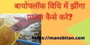 Read more about the article बायोफ्लॉक विधि में झींगा पालन कैसे करे? | How to farm shrimp in Biofloc method in Hindi?