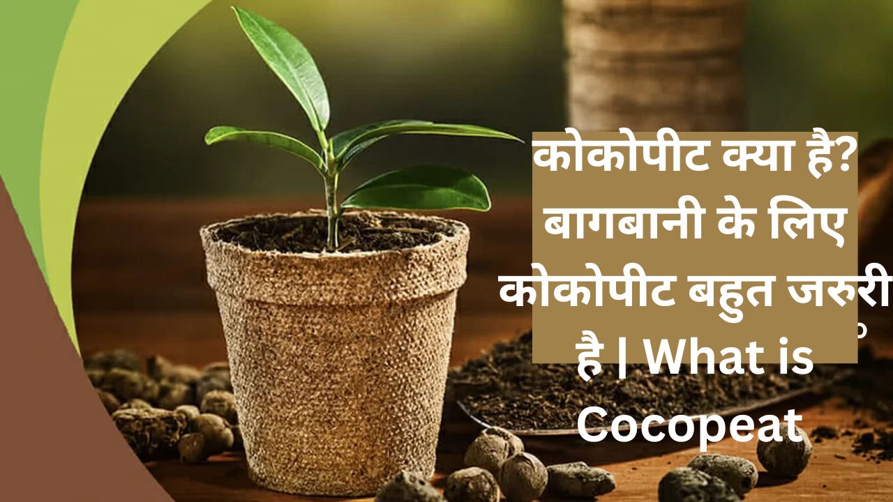 You are currently viewing Cocopeat: कोकोपीट क्या है? बागबानी के लिए कोकोपीट बहुत जरुरी है | What is Cocopeat , for gardening Cocopeat is very important