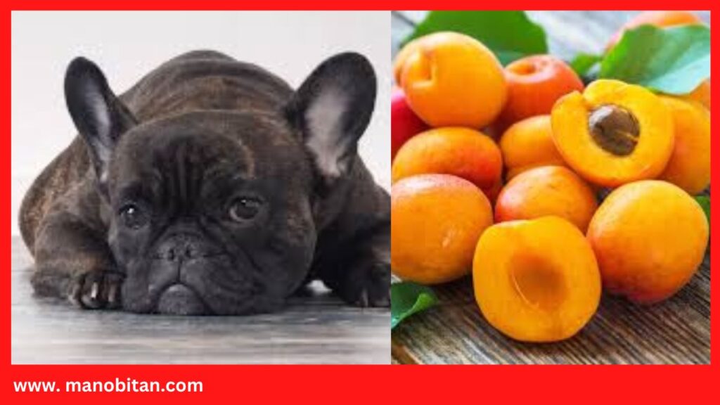 Can French Bulldogs Eat Apricots