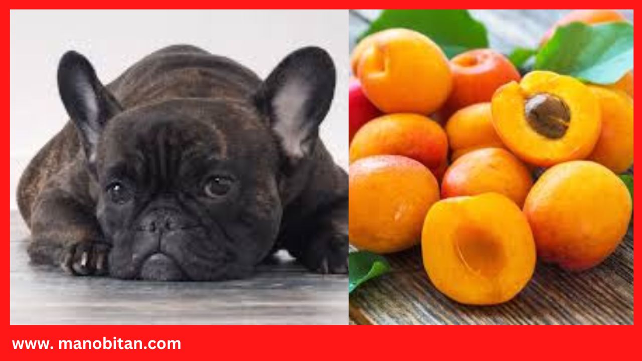 You are currently viewing Can French Bulldogs Eat Apricots