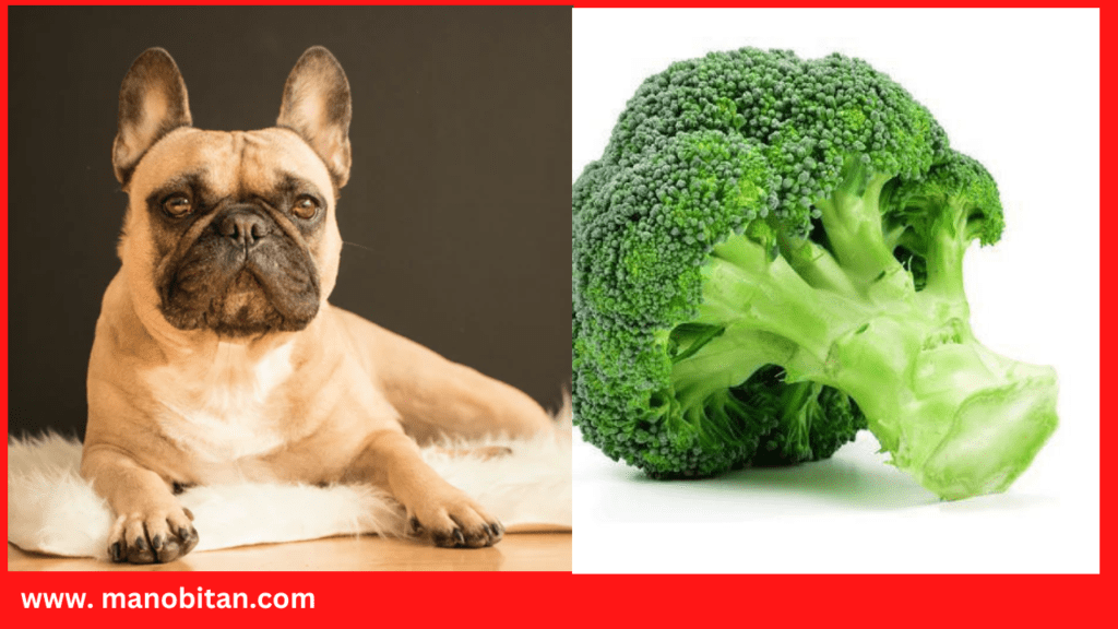 Can Frenchies Eat Broccoli | Can French Bulldogs Eat Broccoli