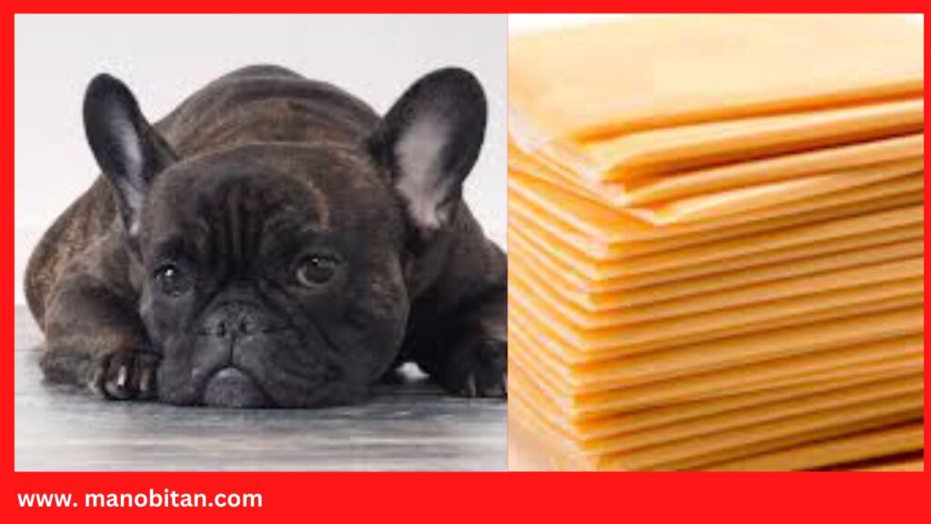 Can French Bulldogs Eat American Cheese