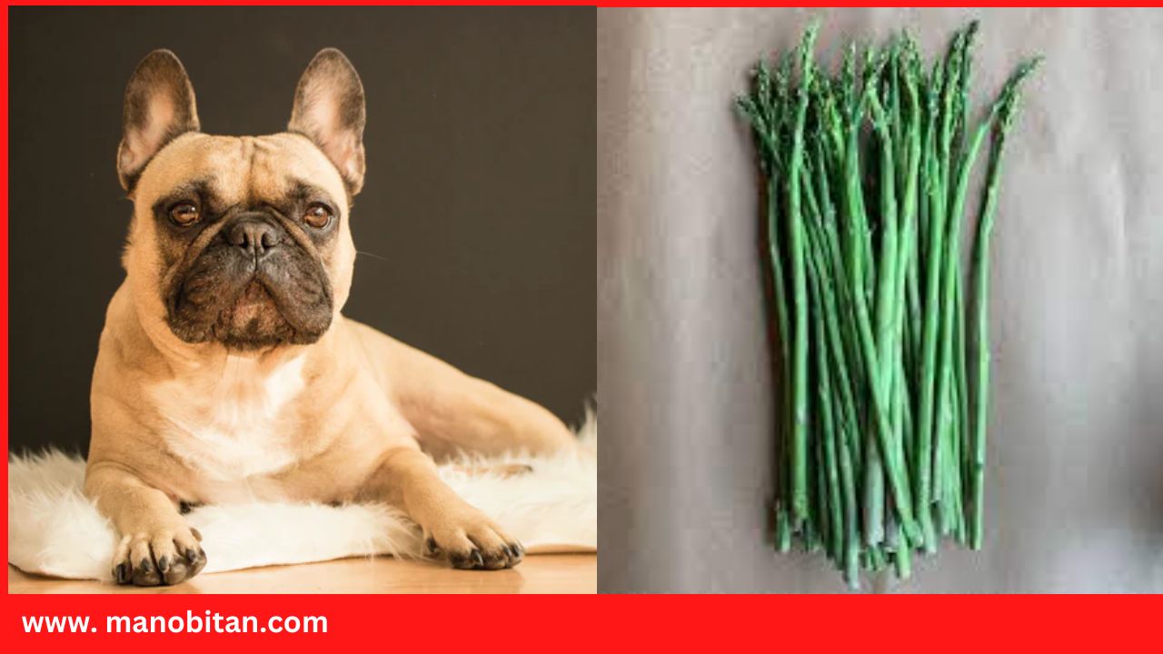 Read more about the article Can French Bulldogs Eat Asparagus?