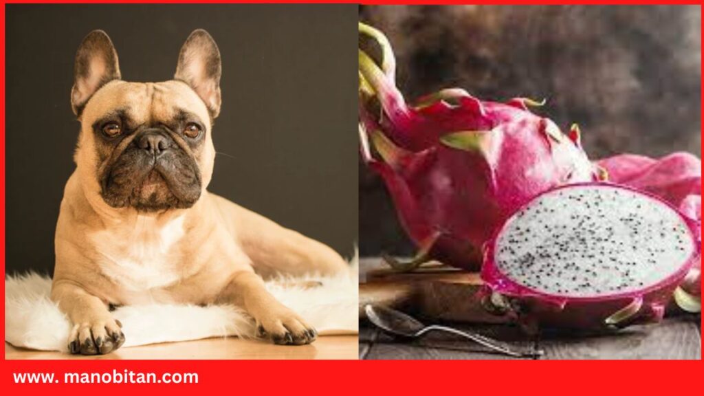 Can French Bulldogs Eat Dragon Fruit?