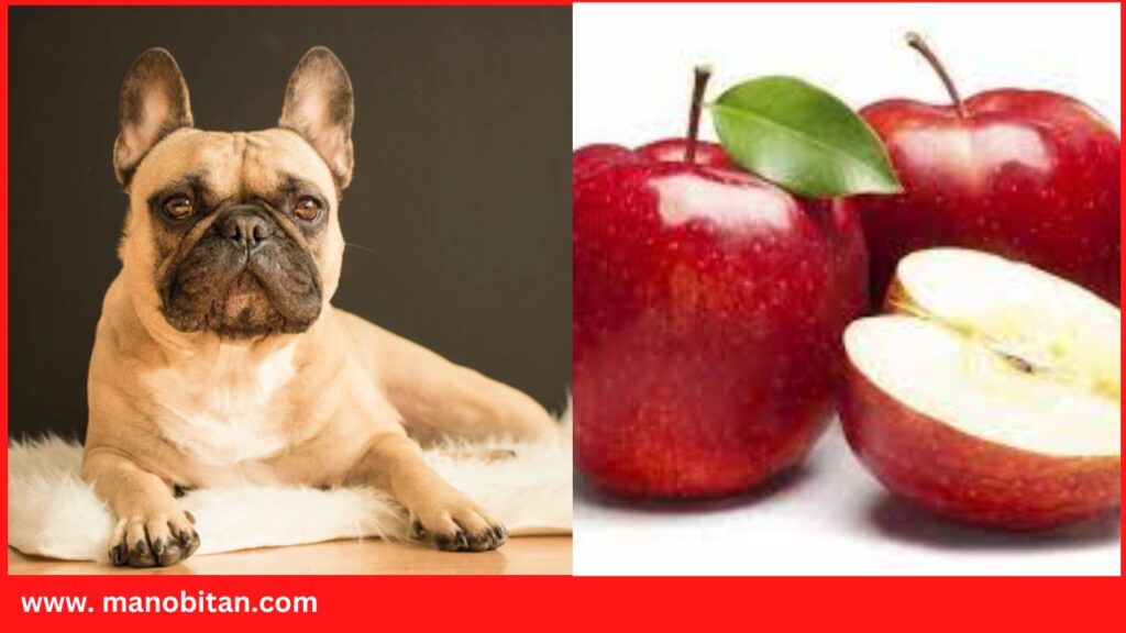 Can Frenchies Eat Apples | Can French Bulldogs Eat Apples