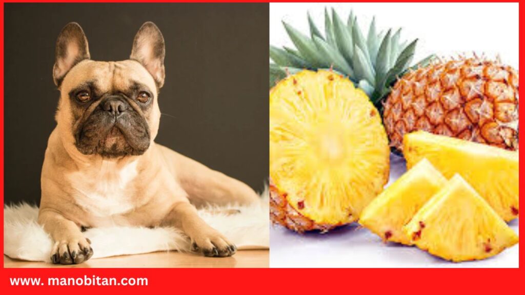 Can Frenchies Eat Pineapple | Can French Bulldogs Eat Pineapple