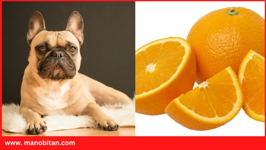 Can Frenchies Eat Oranges | Can French Bulldogs Eat Oranges