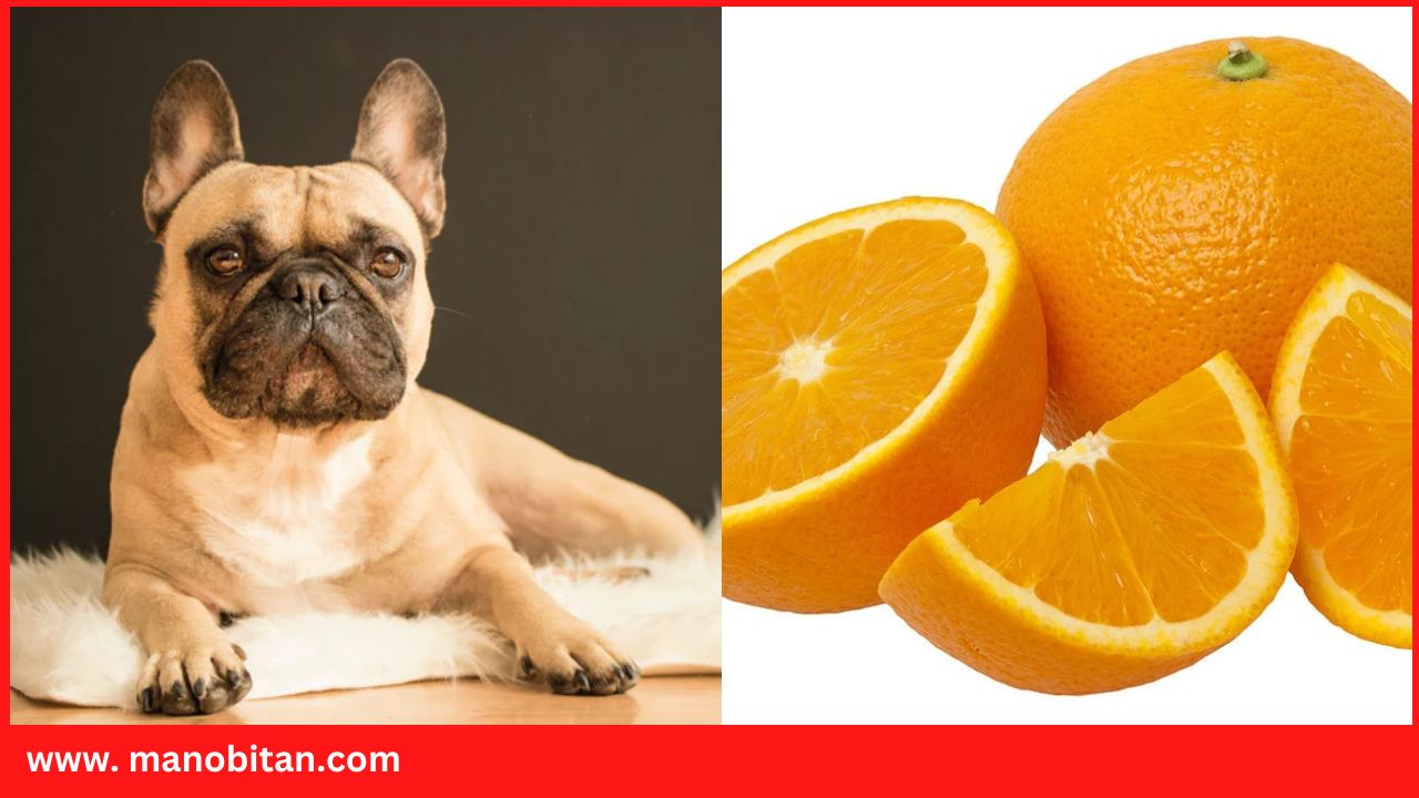 Read more about the article Can Frenchies Eat Oranges | Can French Bulldogs Eat Oranges