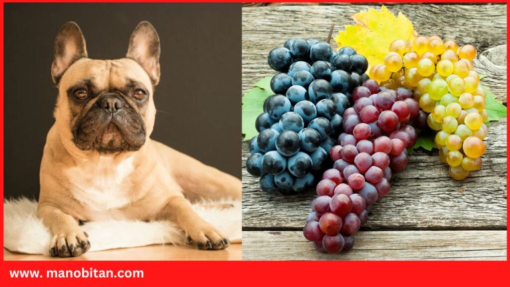 Can Frenchies Eat Grapes | Can French Bulldogs Eat Grapes