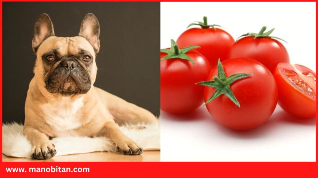 Can Frenchies Eat Tomatoes | Can French Bulldogs Eat Tomatoes