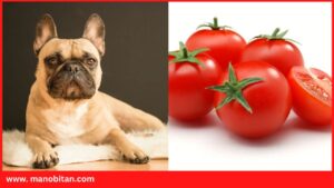 Read more about the article Can Frenchies Eat Tomatoes | Can French Bulldogs Eat Tomatoes