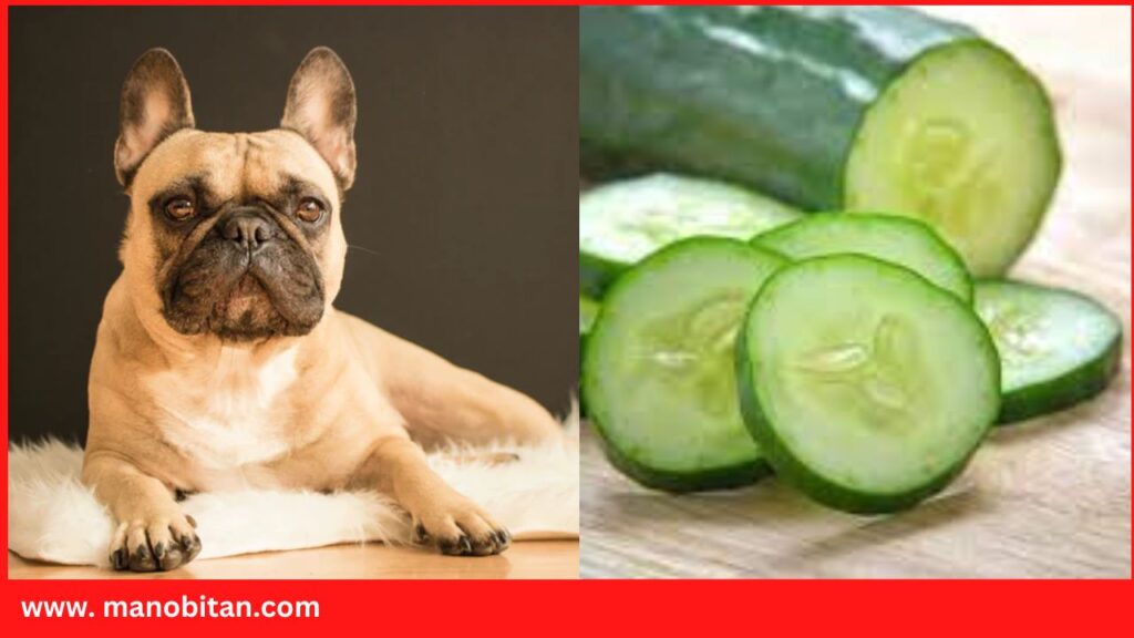 Can Frenchies Eat Cucumbers | Can French Bulldogs Eat Cucumbers