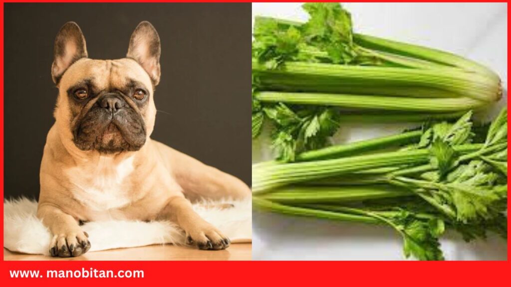 Can Frenchies Eat Celery | Can French Bulldogs Eat Celery