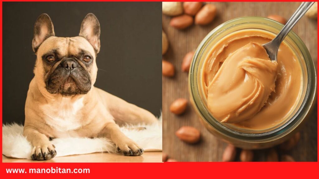 Can Frenchie Eat Peanut Butter | Can French Bulldogs Eat Peanut Butter