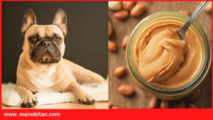 Read more about the article Can Frenchie Eat Peanut Butter | Can French Bulldogs Eat Peanut Butter