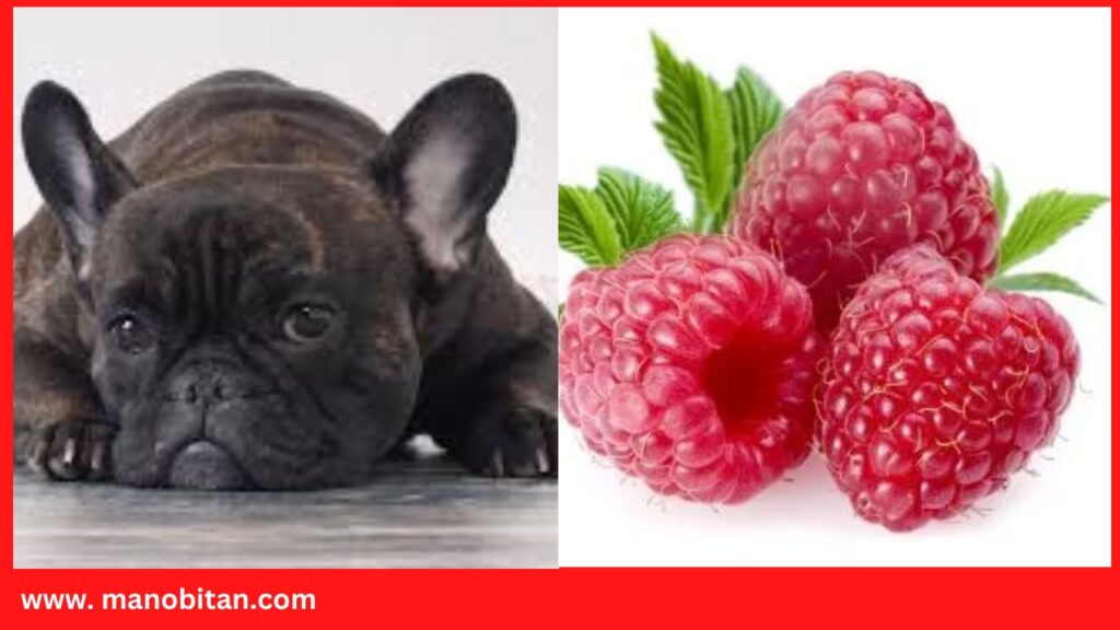 Can Frenchies Eat Raspberries | Can French Bulldogs Eat Raspberries