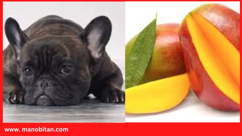 Can Frenchies Eat Mango | Can French Bulldogs Eat Mango