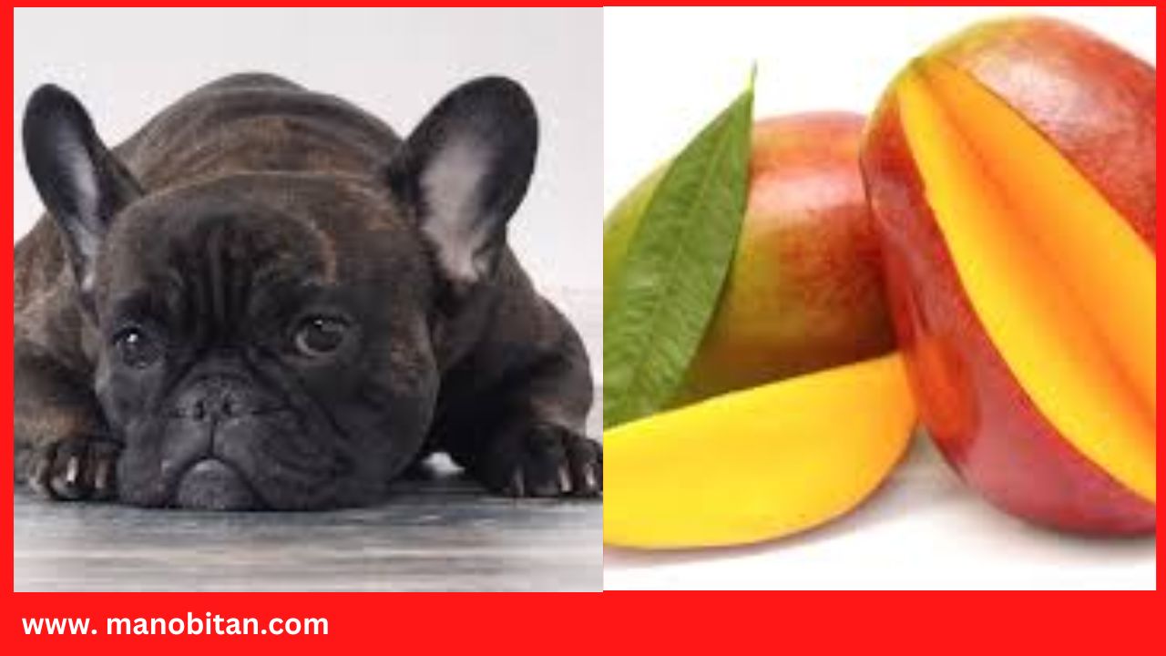 You are currently viewing Can Frenchies Eat Mango | Can French Bulldogs Eat Mango