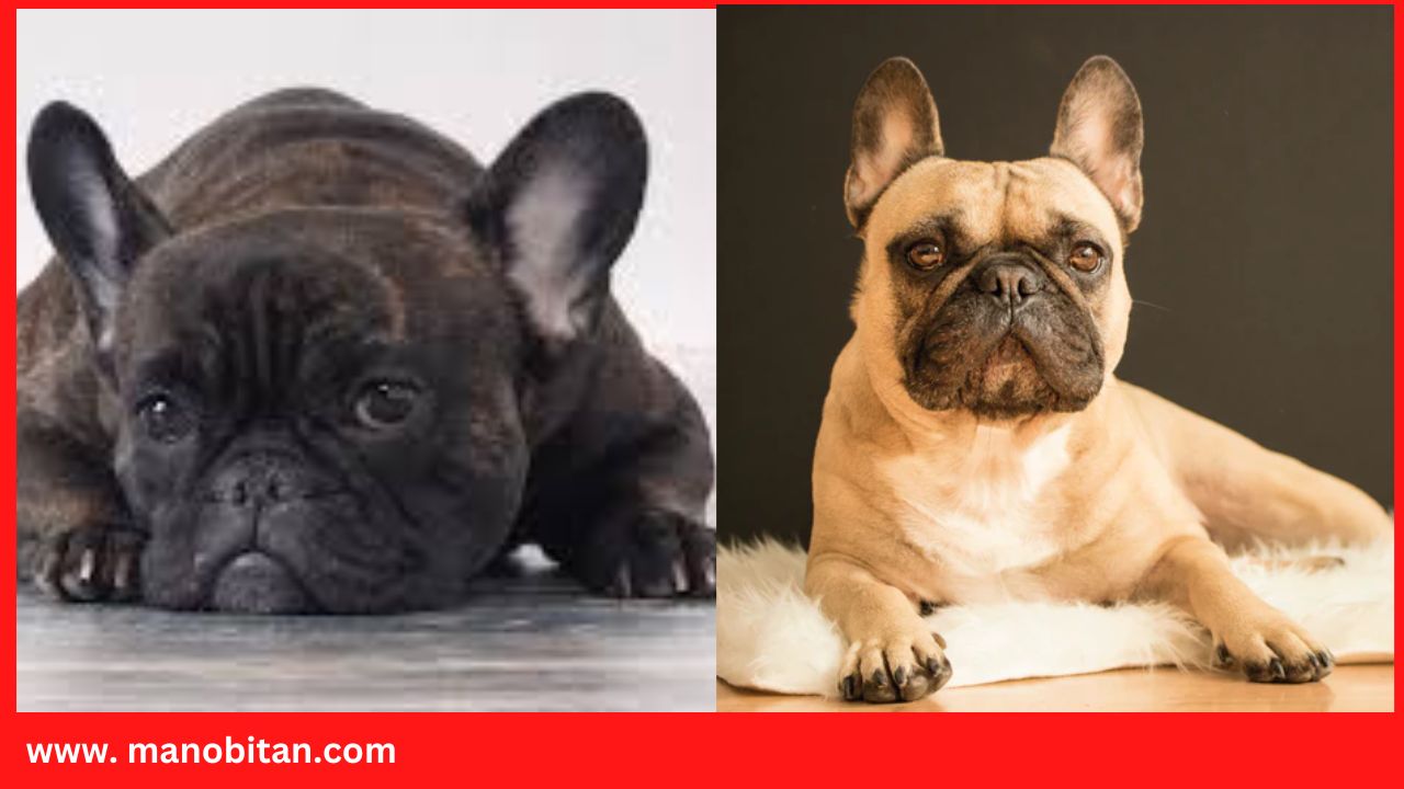 Read more about the article What Can Frenchies Not Eat- below 12 Items do not feed