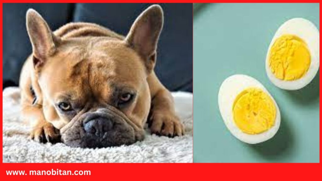 Can Frenchies Eat Eggs | Can French Bulldogs Eat Eggs