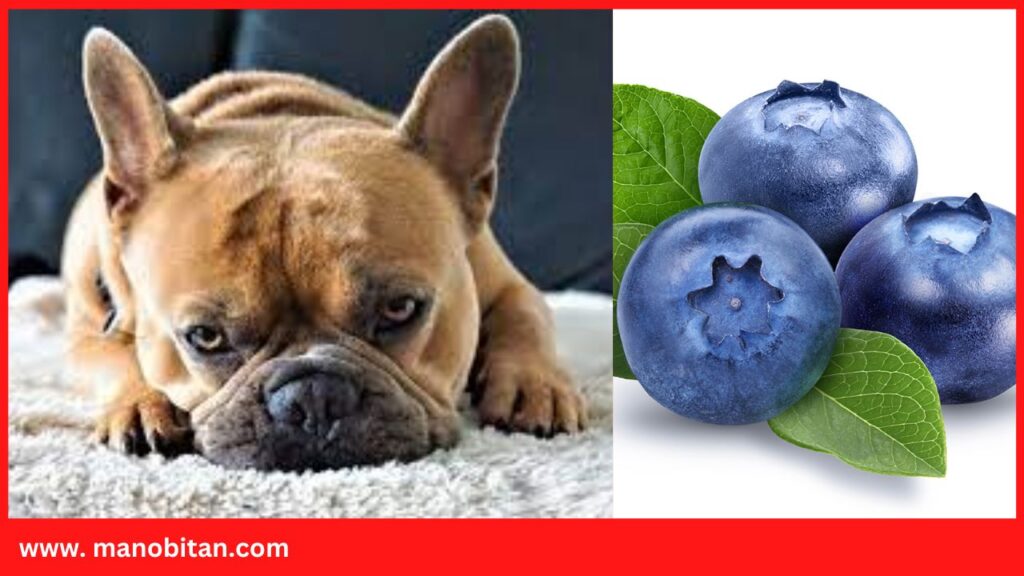 Can Frenchie Eat Blueberries | Can French Bulldogs Eat Blueberries