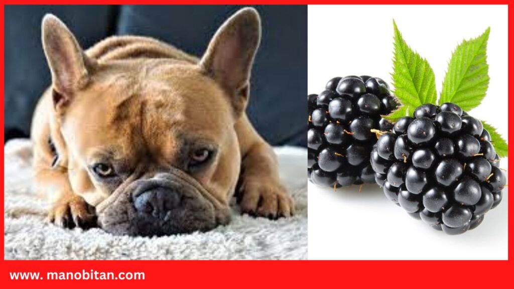 Can Frenchies Eat Blackberries | Can French Bulldogs Eat Blackberries