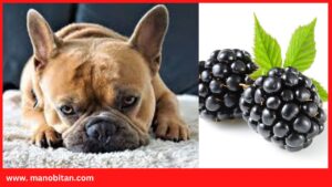 Read more about the article Can Frenchies Eat Blackberries | Can French Bulldogs Eat Blackberries