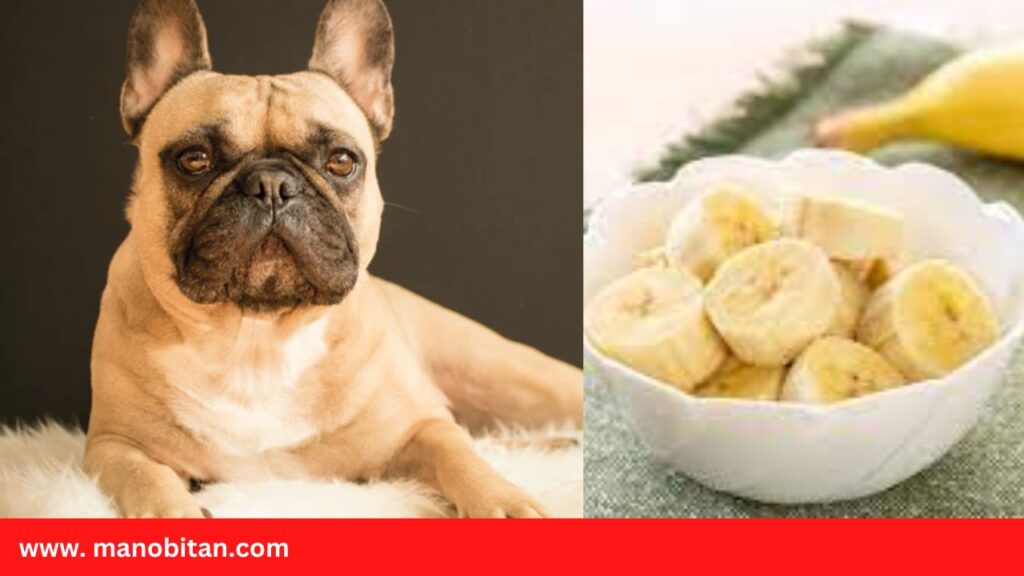 Can Dogs- French Bulldogs Eat Bananas