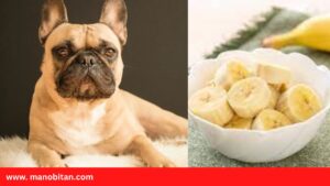 Read more about the article Can Dogs- French Bulldogs Eat Bananas