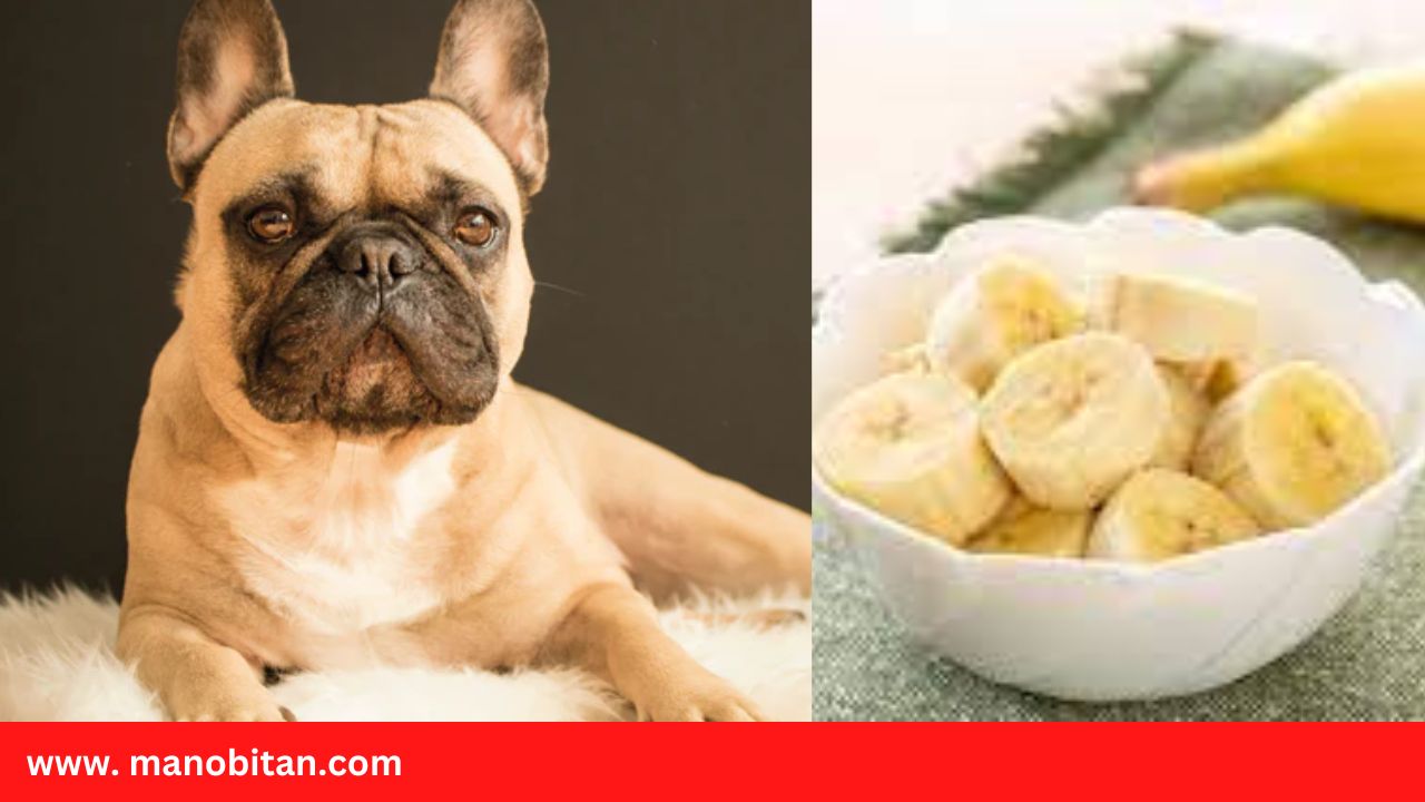 You are currently viewing Can Dogs- French Bulldogs Eat Bananas