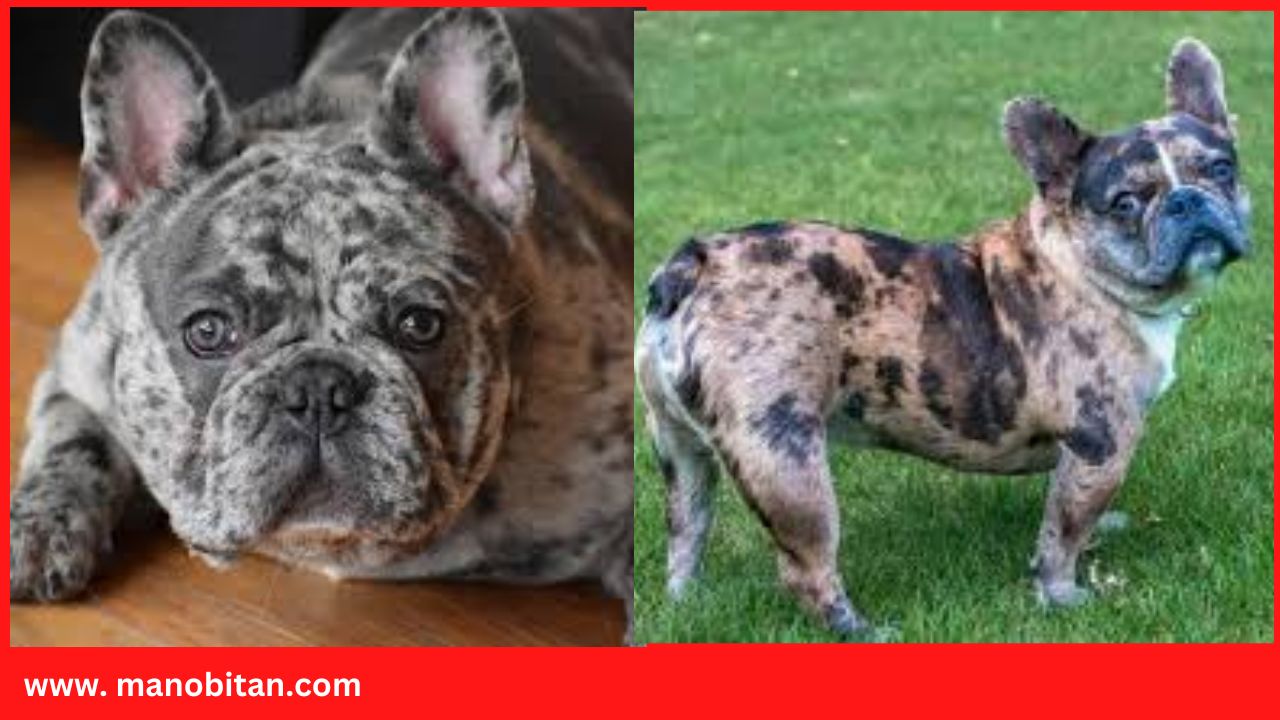 Read more about the article Lilac Merle French Bulldog, Frenchie, for sale, price, new born, names