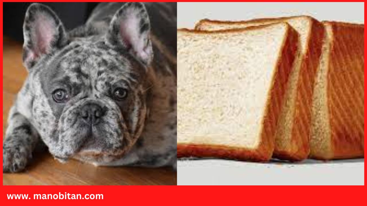 You are currently viewing Can Frenchie Eat Bread | Can French Bulldogs Eat Bread