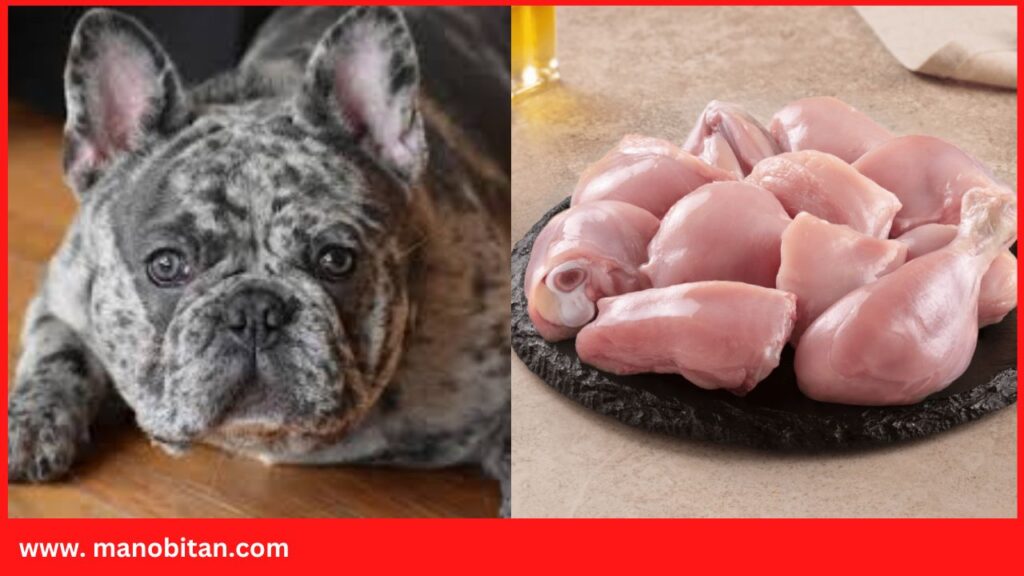 Can Frenchies Have Chicken, broth, feet, neck, bones, breast, nuggets, liver | Can French Bulldogs Have Chicken