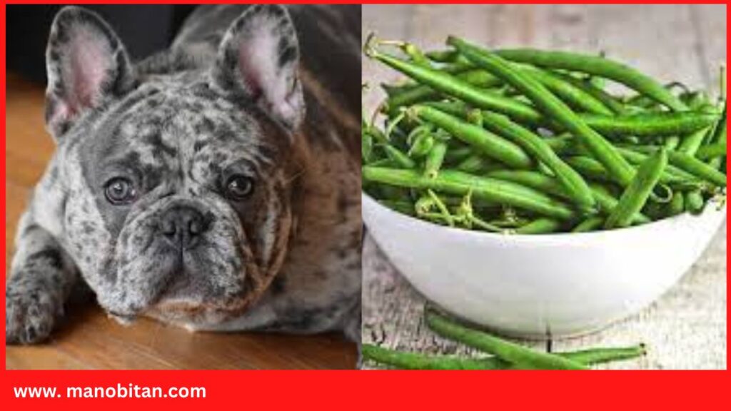 Can Frenchies Eat Green Beans | Can French Bulldogs Eat Green Beans