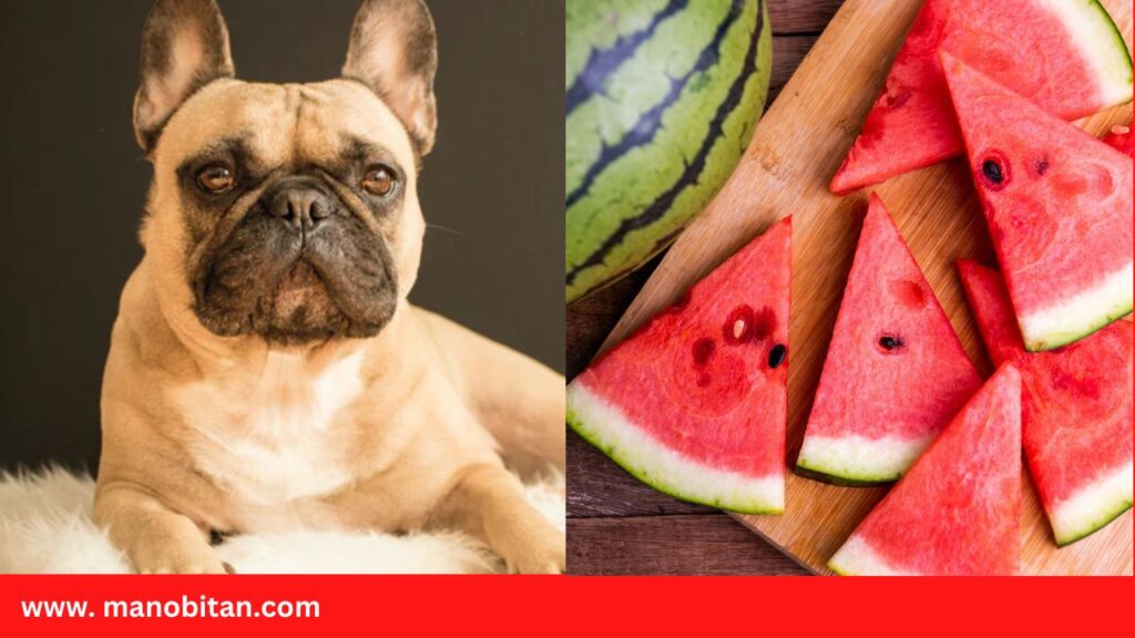 Can Dogs- French Bulldogs Eat Watermelon