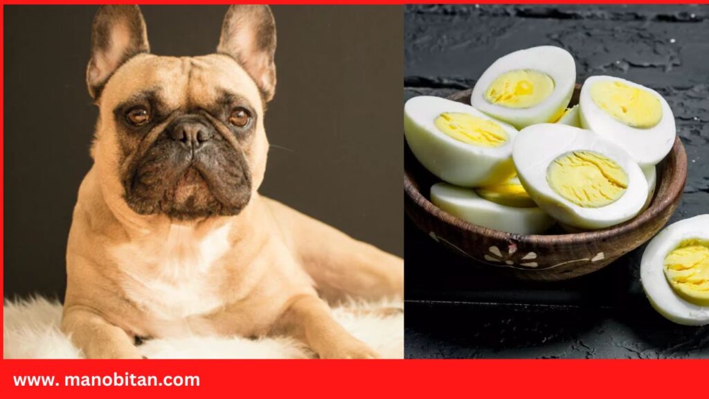 Can Dogs- French Bulldogs Eat Eggs