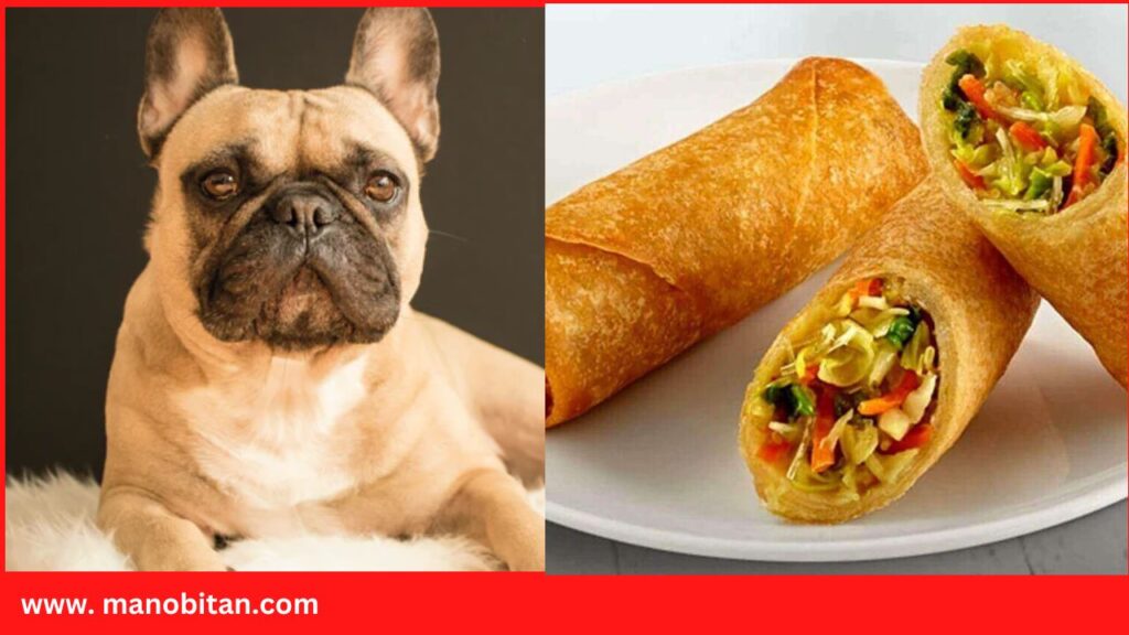 Can Dogs- French Bulldogs Eat chicken egg roll