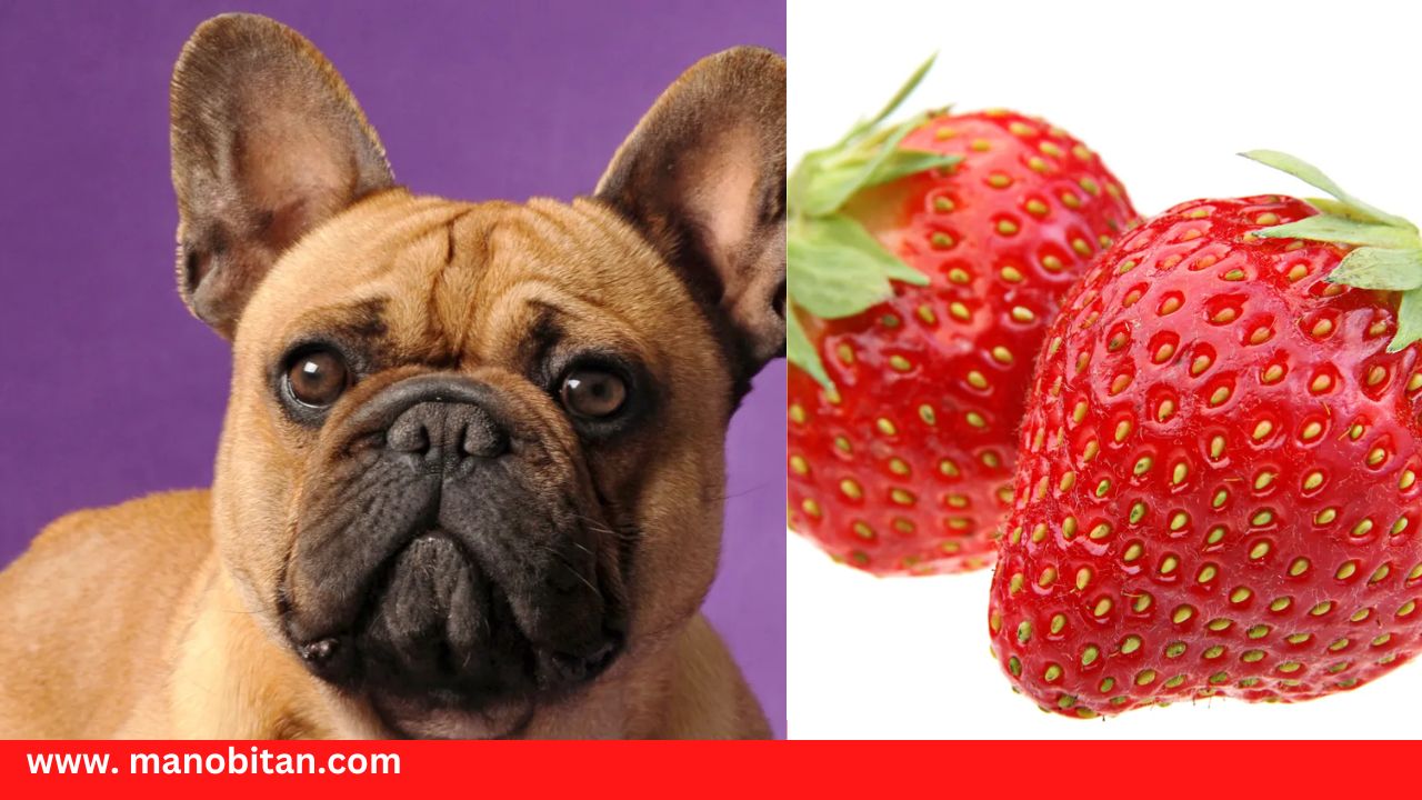 Read more about the article Can Frenchies Eat Strawberries | Can French Bulldogs Eat Strawberries